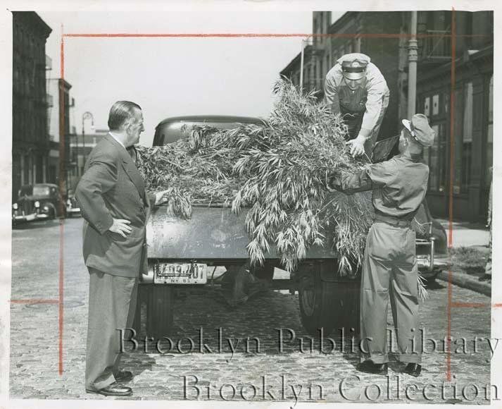 "Evil harvest--Inspector John E. Gleason of the Sanitation Department supervises as departmental workers load uprooted marijuana onto truck. Weeds found growing near Williamsburg Bridgfe were dug up as part of citywide campaign to eradicate marijuana from lots and outlying roadsides"
